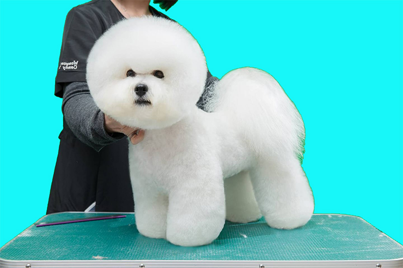 Bichon Frise